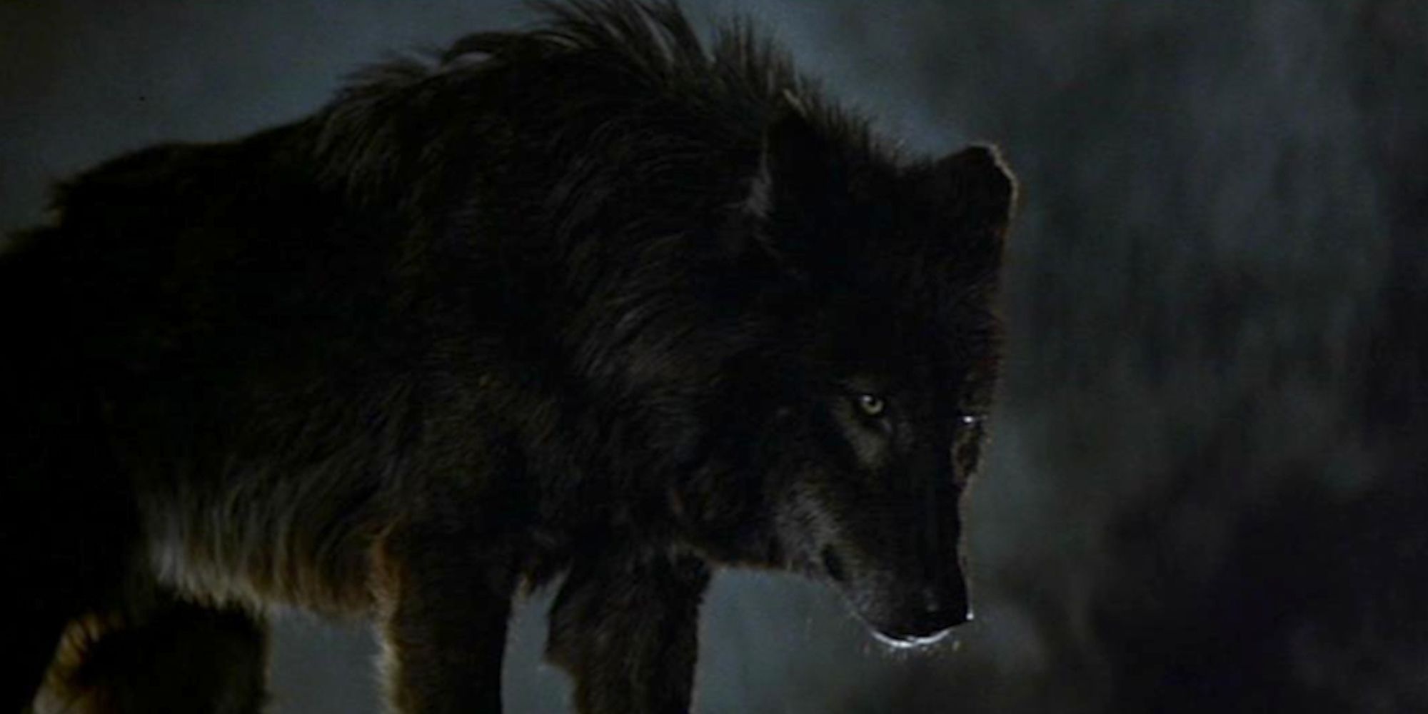 El hombre lobo en Wolfen (1981)