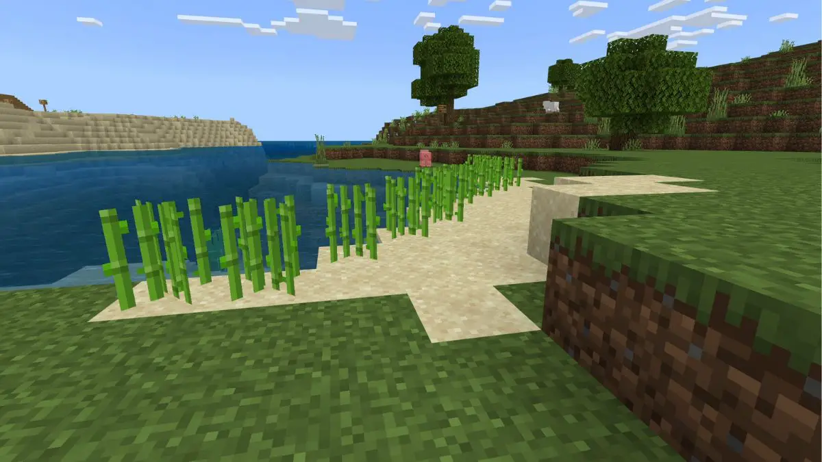 Una granja de caña de azúcar en Minecraft.